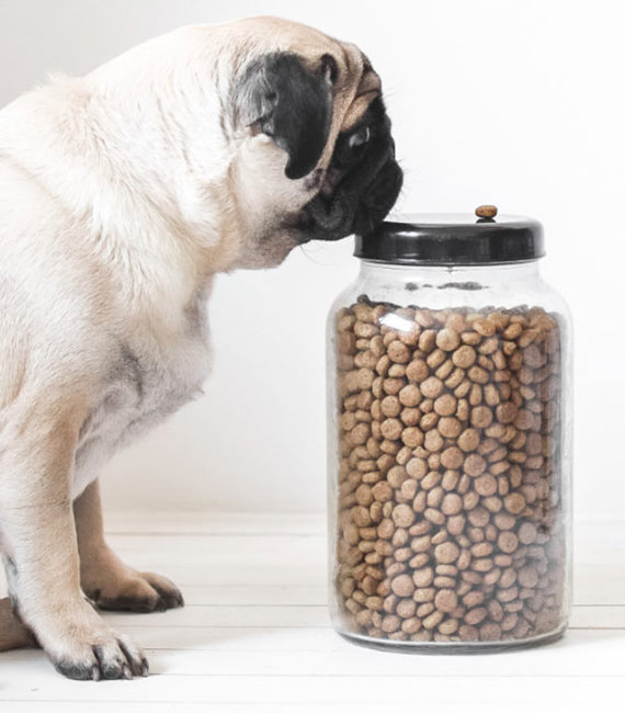 PugFood_Lead